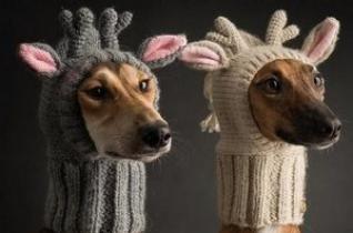 Вязание одежды для собак схема