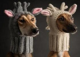 Вязание одежды для собак схема